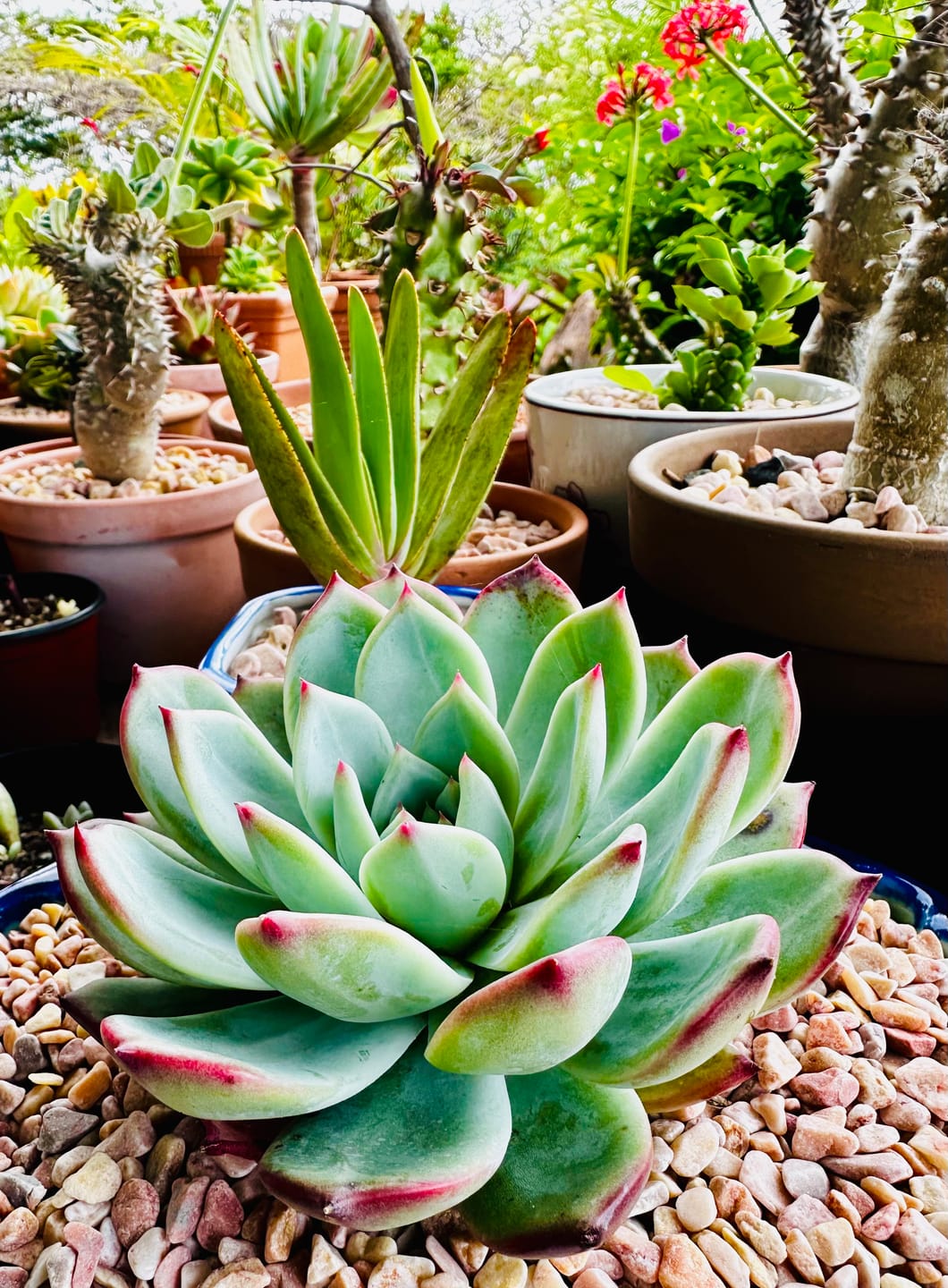 Customer photo review of Echeveria 'Ratam' - Lg