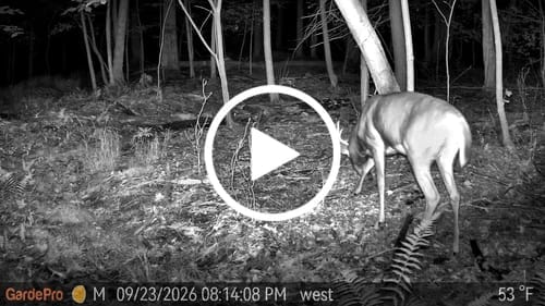 Customer photo review of GardePro Link 1.0 3000ft(1km) Long-Range WiFi Trail Camera