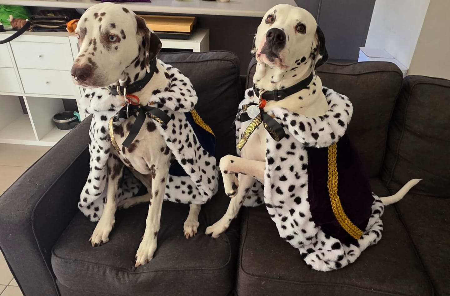 Customer photo review of Capa de Rey para Mascotas – Disfraz Halloween