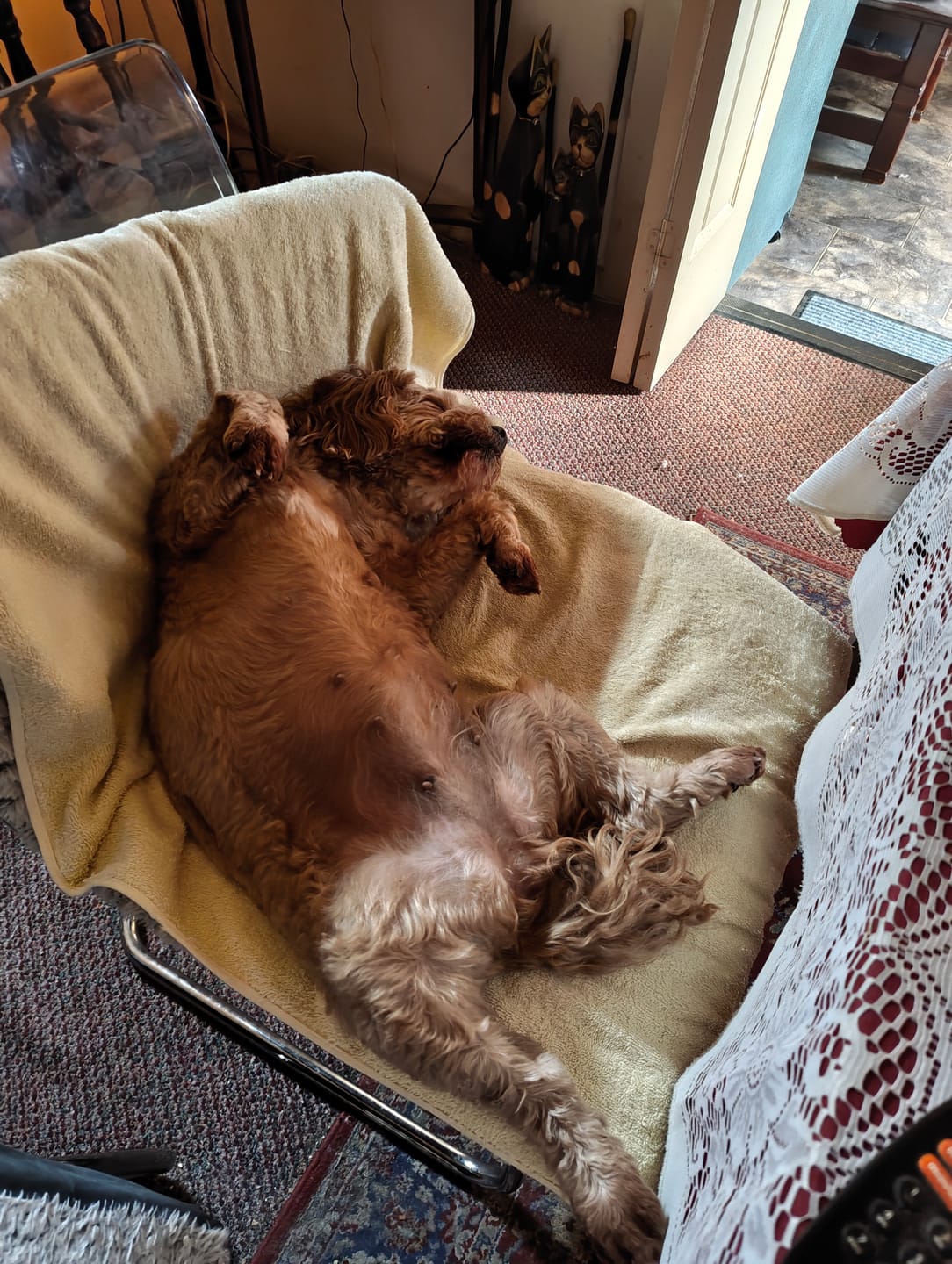 Customer photo review of K9 Natural Grain Free Lamb Lung Protein Bites Dog Treats 50G