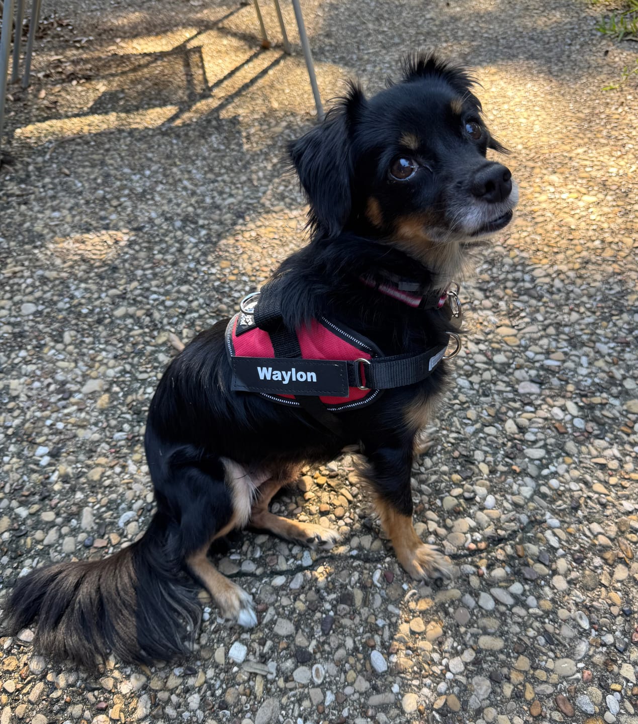 Customer photo review of Dogshood ™ No Pull Harness