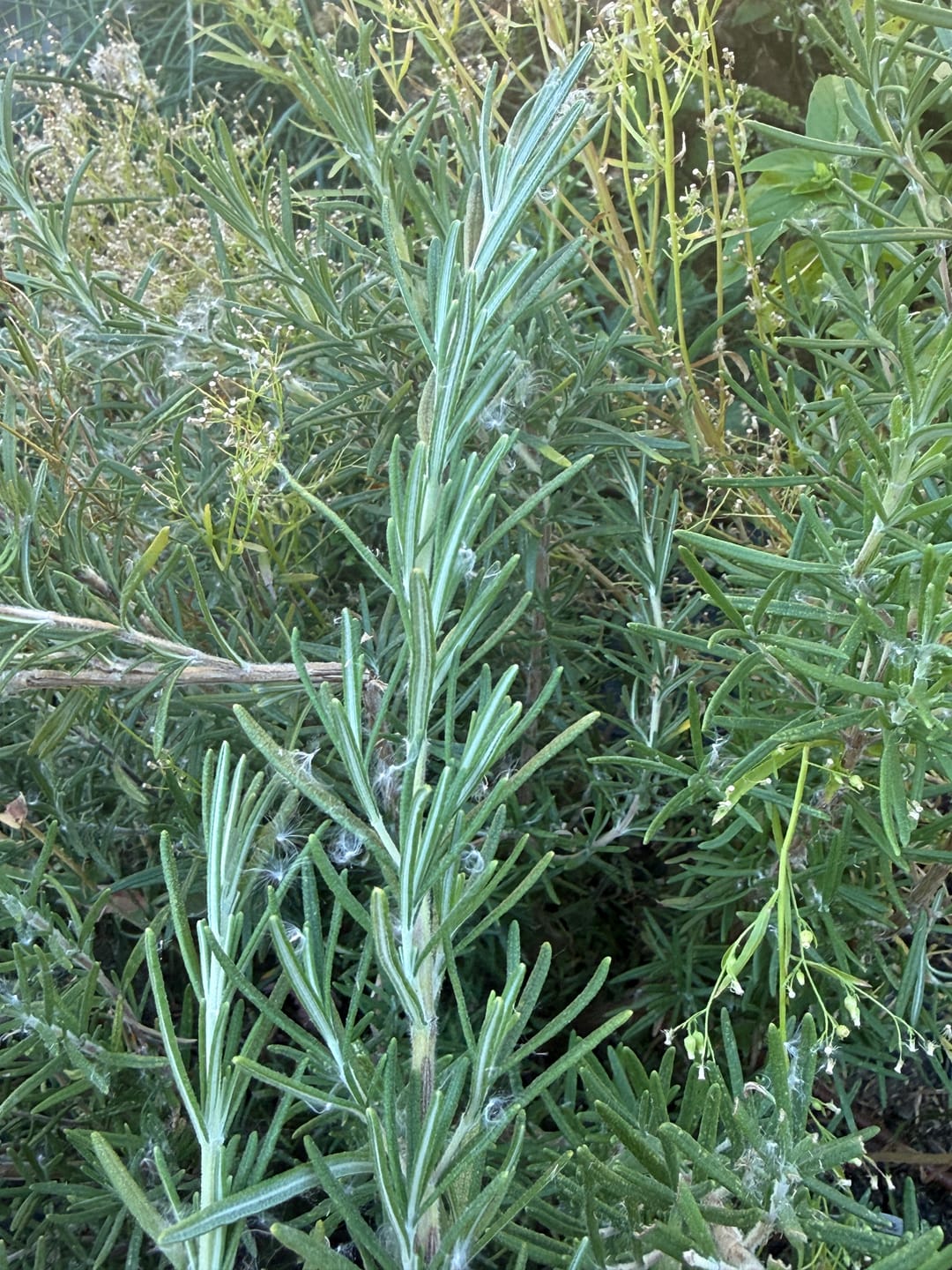 Customer photo review of Rosemary Olive Oil