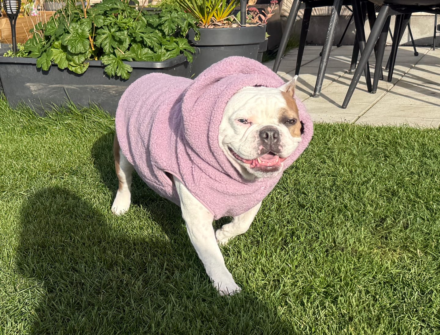 Customer photo review of Teddy Sherpa Dog Jackets