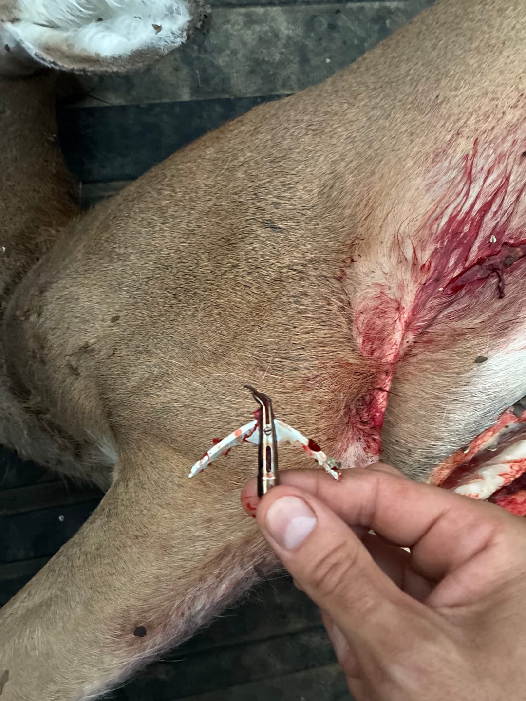 Customer photo review of Titanium Broadheads