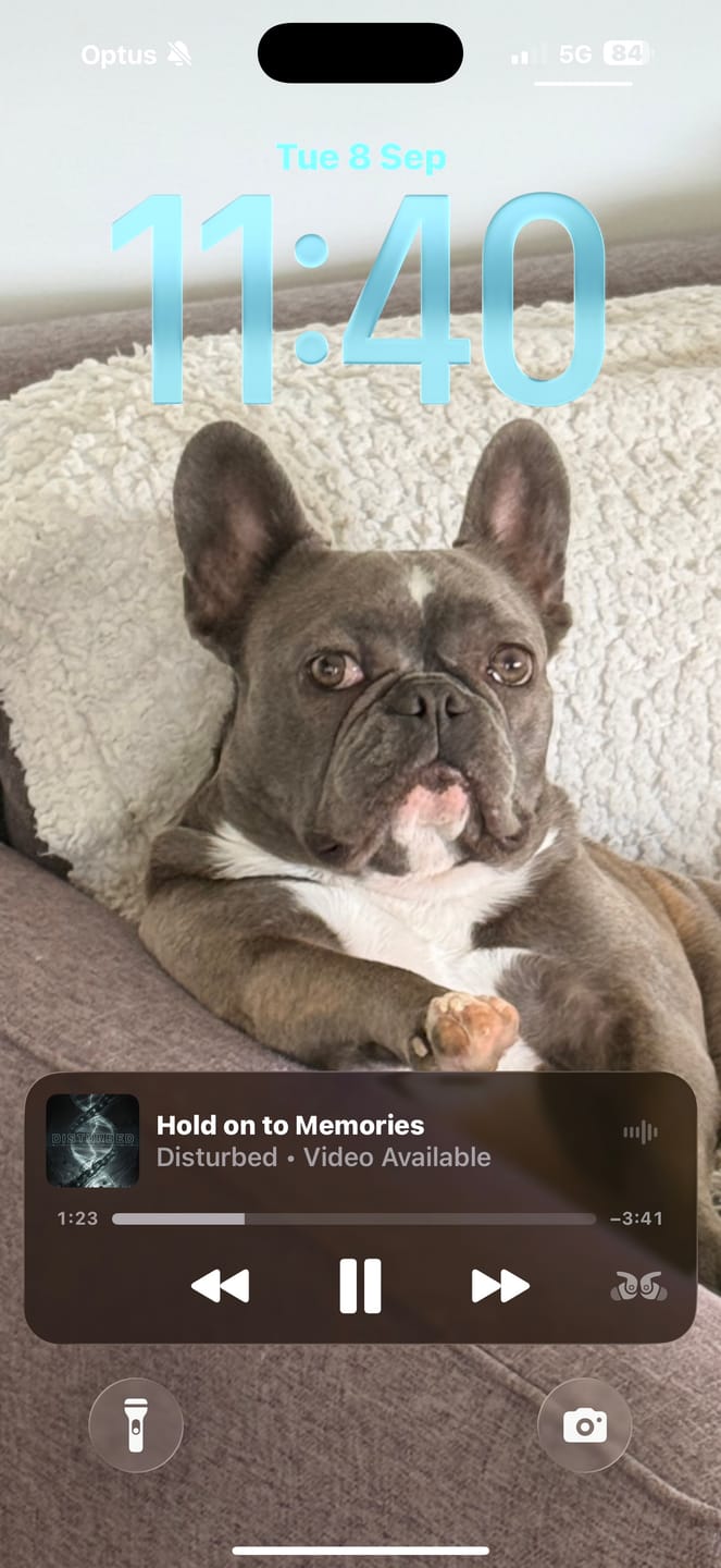 Customer photo review of French Bulldog