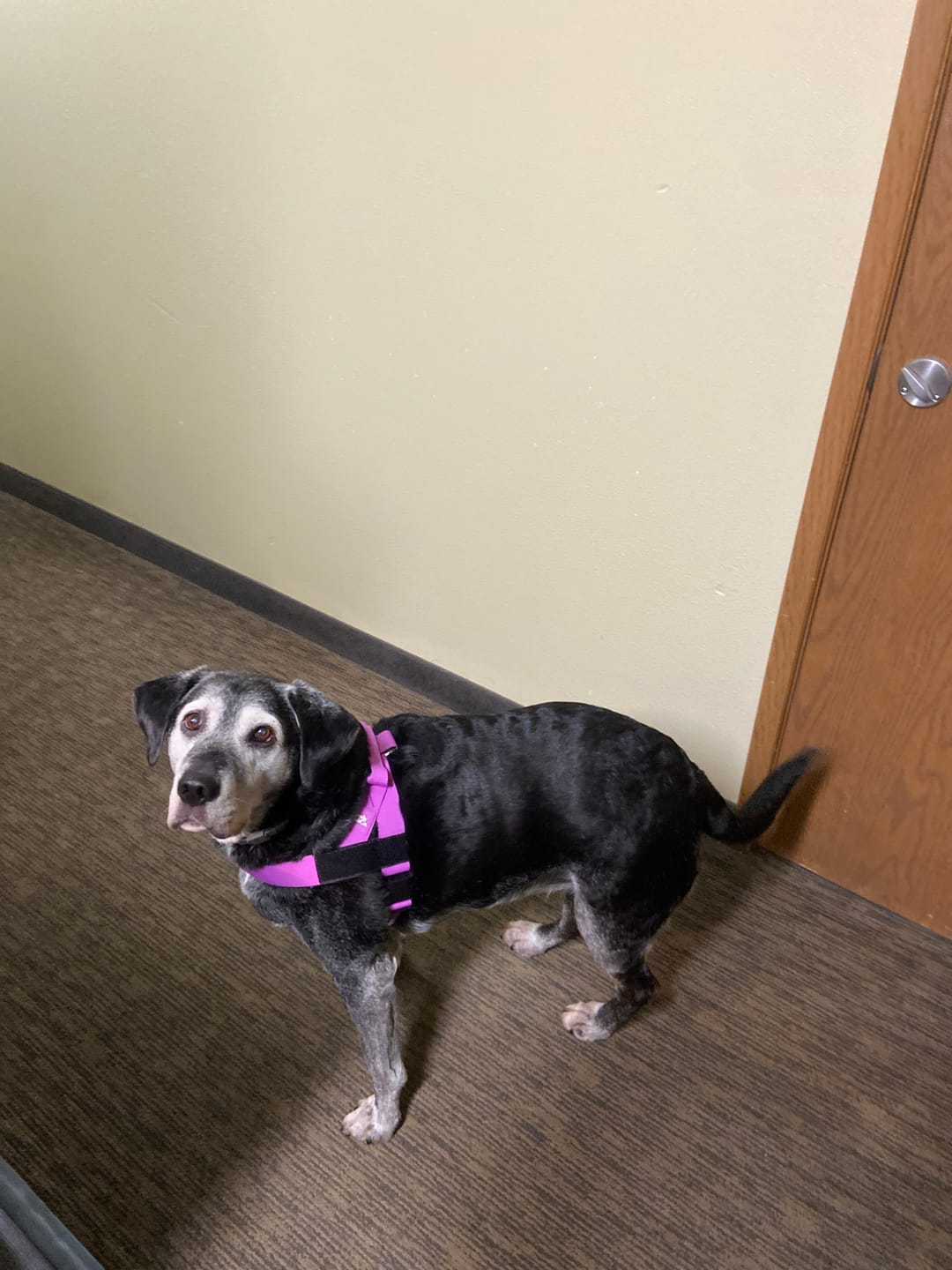 Customer photo review of No-Pull Harness [Free Today]