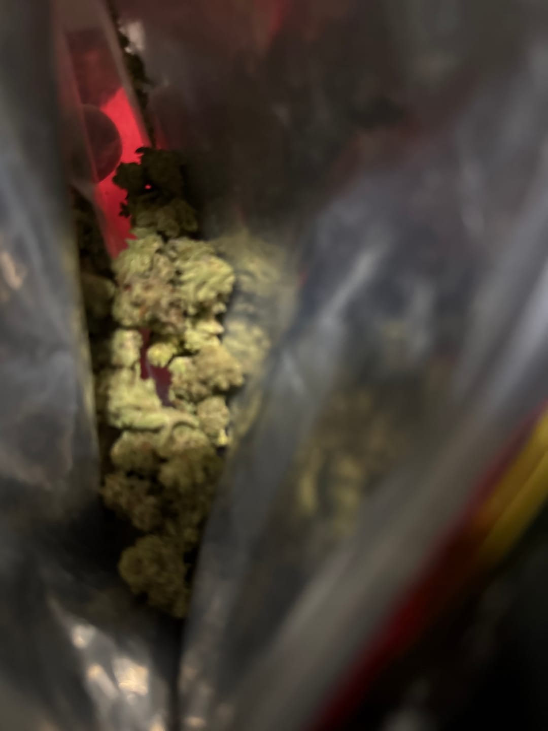Customer photo review of Kinglato THCA Flower