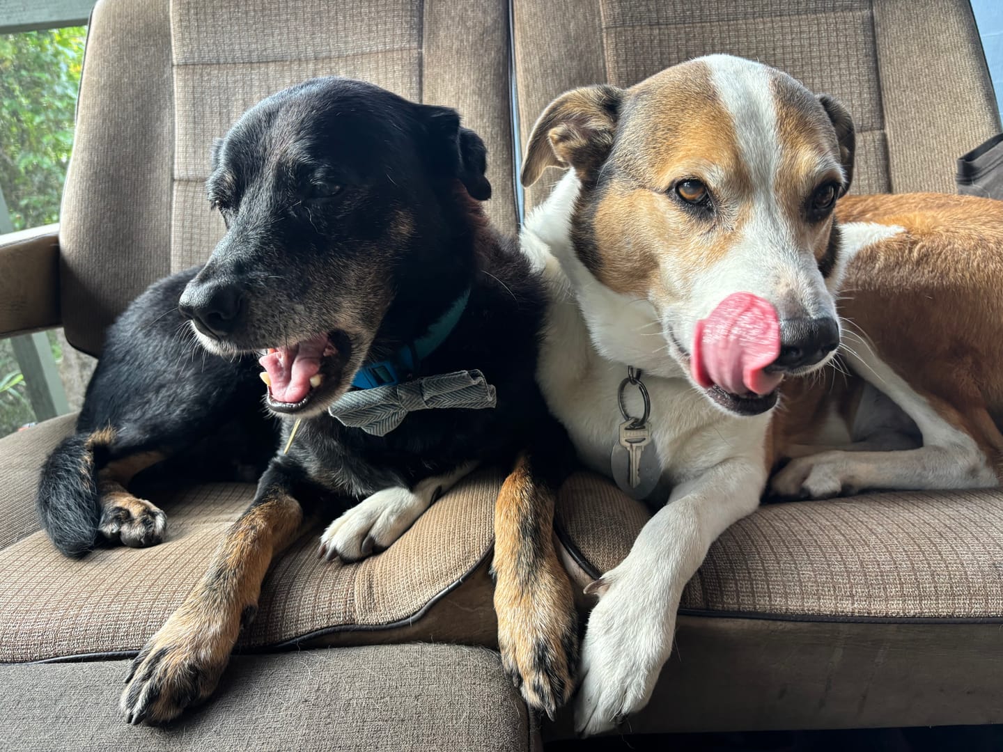 Customer photo review of Freeze-Dried Beef Liver Dog Treats | Single Ingredient | Petsmont Hearty Bites