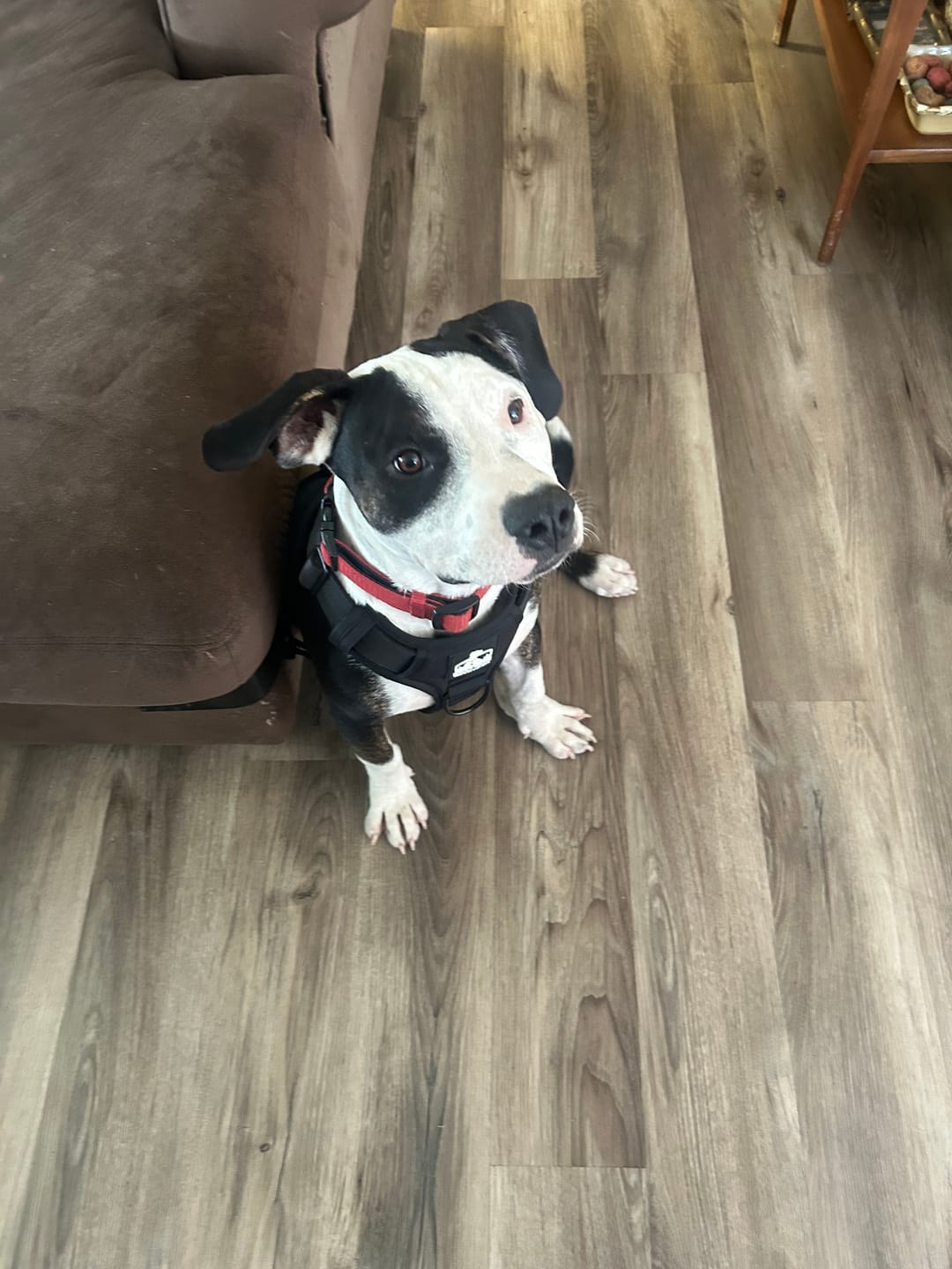 Customer photo review of No Pull Bully Proof Harness
