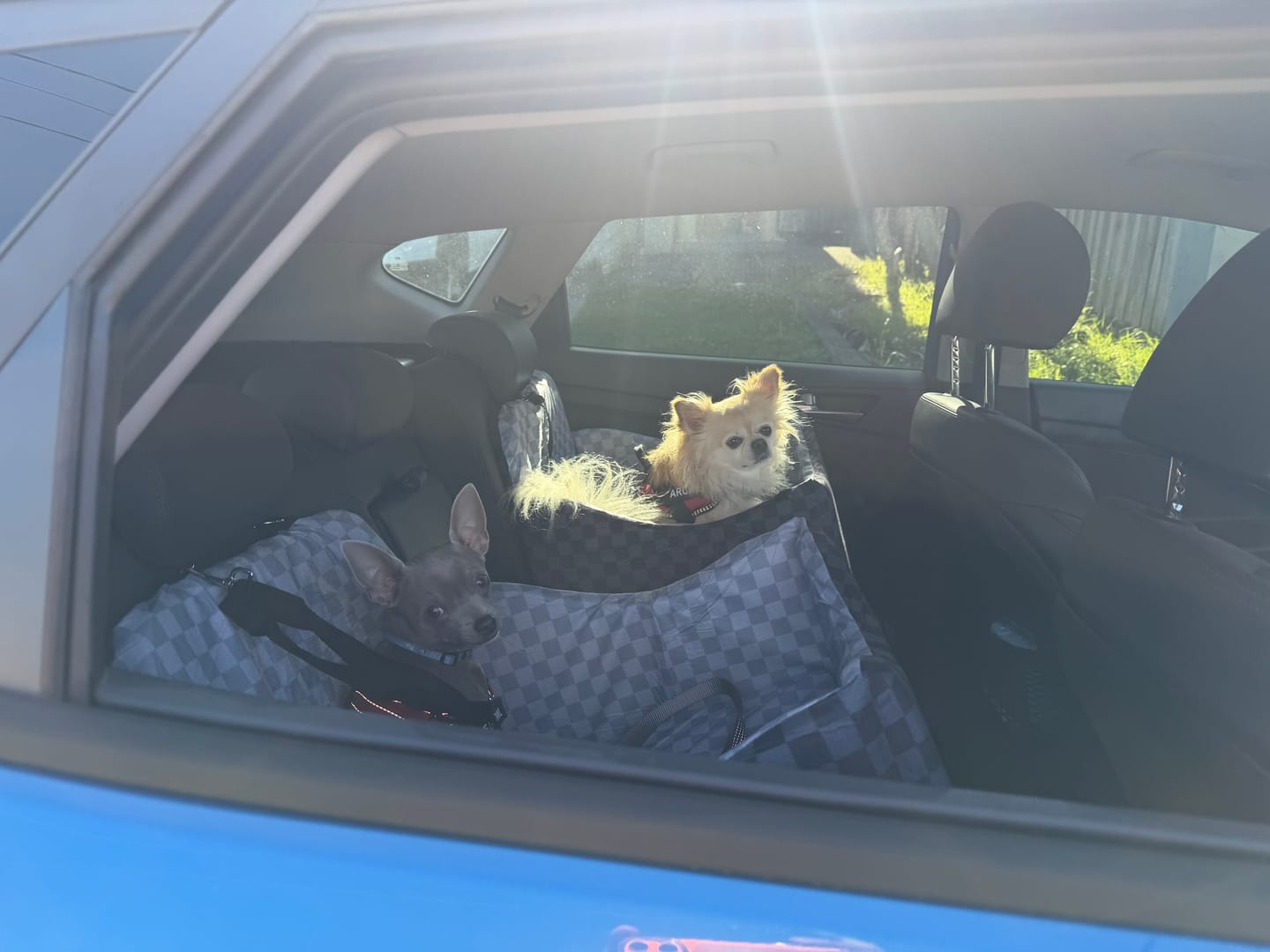 Customer photo review of Pets Gear JourneyLift Dog Car Booster Seat