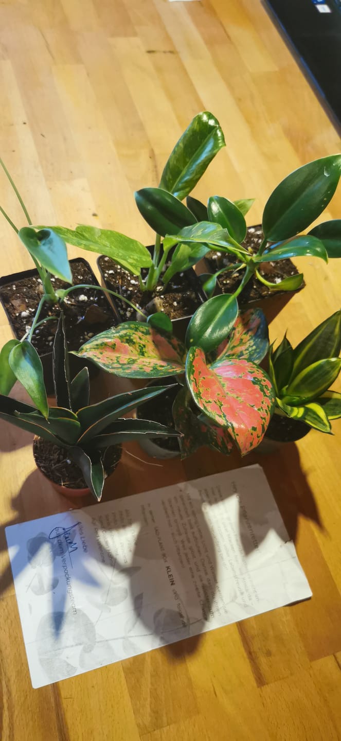 Customer photo review of SAD-PLANT-SET