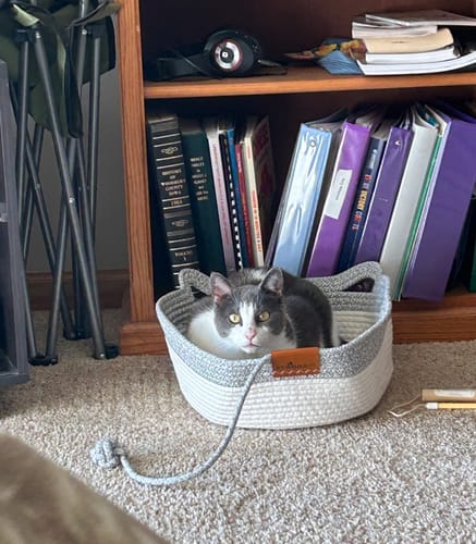 Customer's gray and white Instinct Basket sitting on carpet in front of a bookshelf with a cat resting inside.