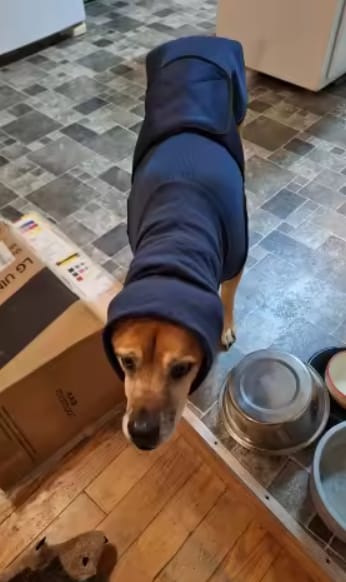 Customer photo review of PawCalm™ Calming Wrap