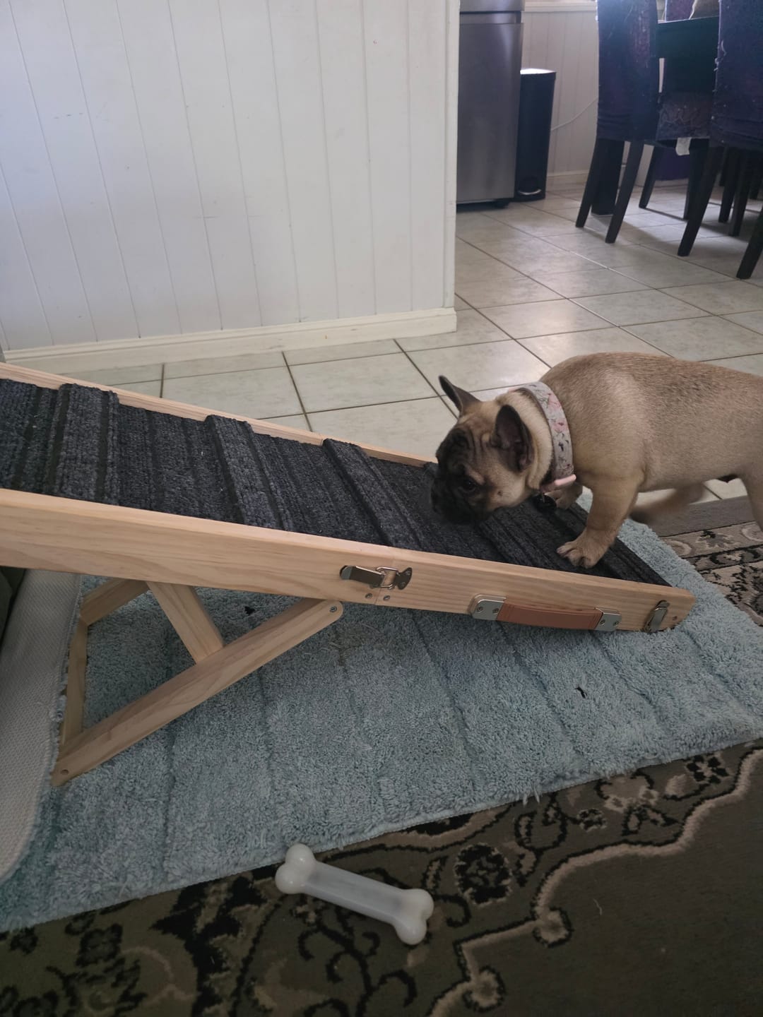Customer photo review of Dog Ramp Adjustable Foldable 4 Heights Non Slip for Small pets Natural