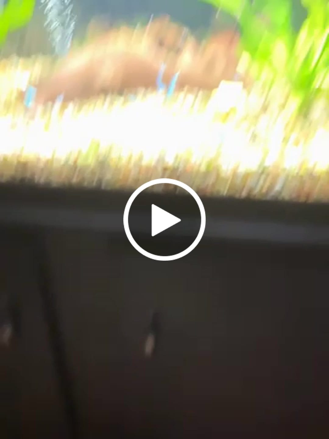 Customer video review of Ember Tetra (Hyphessobrycon amandae)