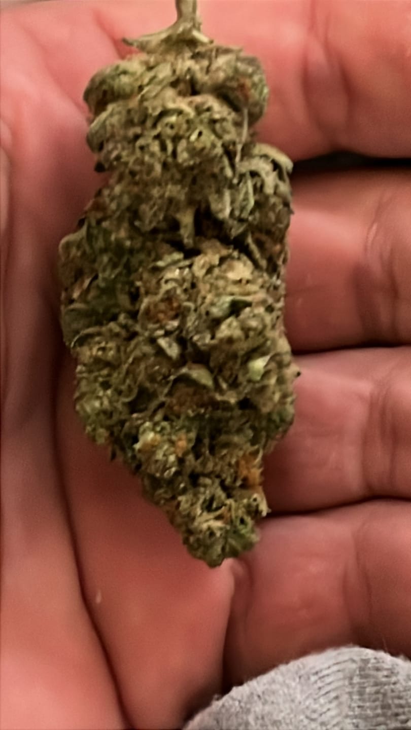 Customer photo review of Jack Skellington THCA Flower