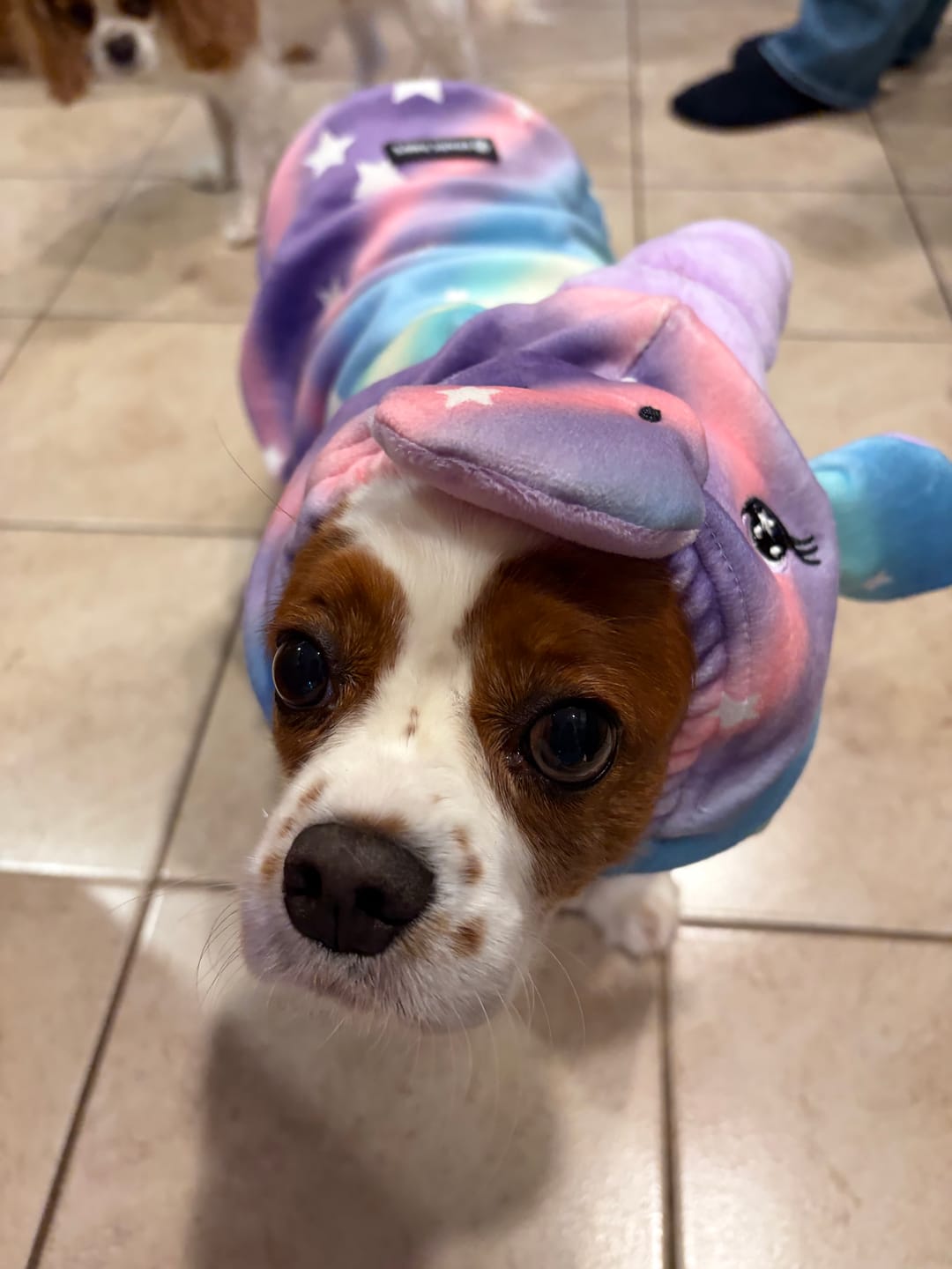 Customer photo review of Unicorn Dog Hoodie