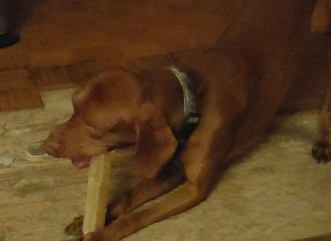Customer photo review of Himalayan Yak Chew (MEGA)