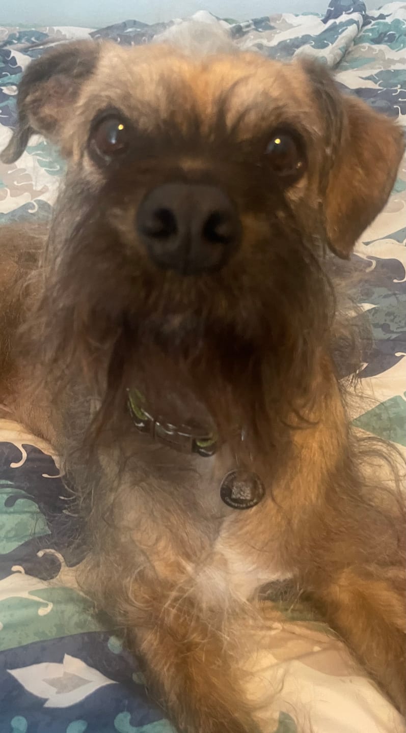 Customer photo review of K9 Belly Bliss™