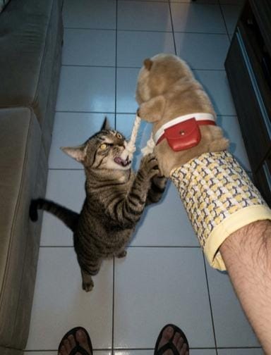 Customer photo review of PawTug™ — The Interactive Beaver Toy for Cats