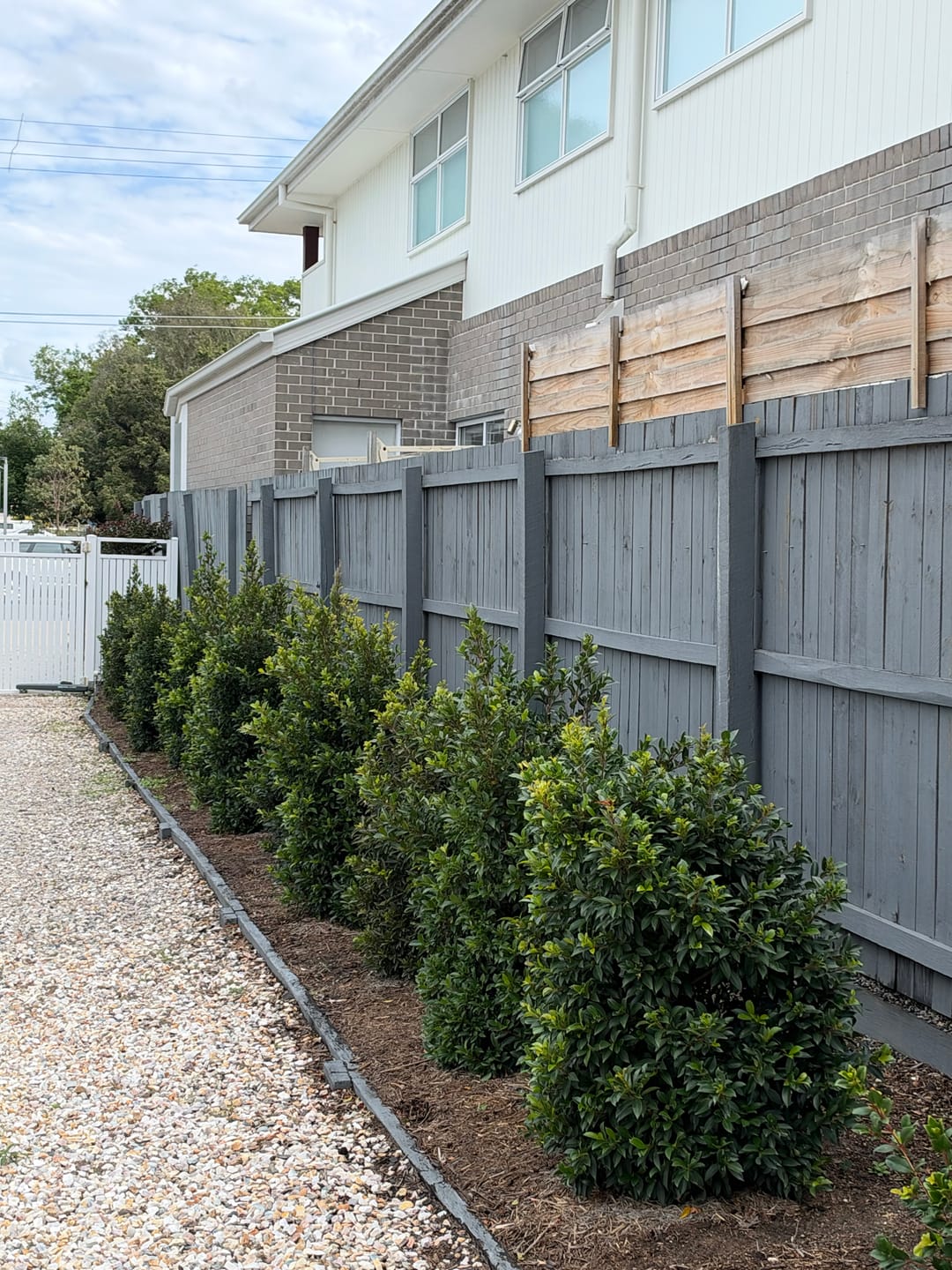 Customer photo review of Lilly Pilly Resilience - Syzygium australe 'Resilience'
