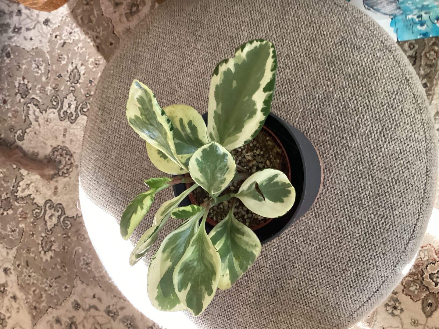 Customer photo review of Peperomia obtusifolia 'Marble'