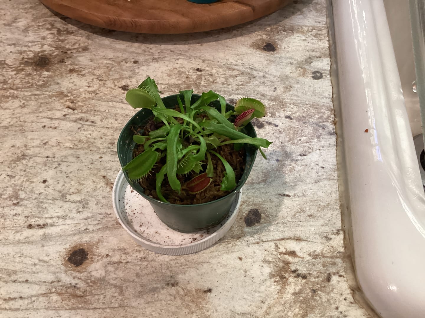 Customer photo review of Carnivorous Dionaea muscipula 'B-52' 'Venus Flytrap'