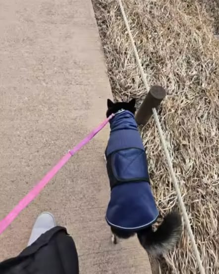 Customer photo review of PawCalm™ Calming Wrap