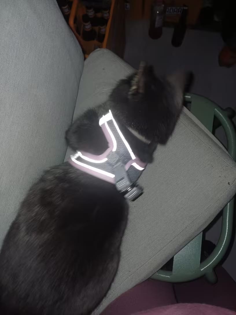 Customer photo review of Harnais Anti-Fugue pour Chat