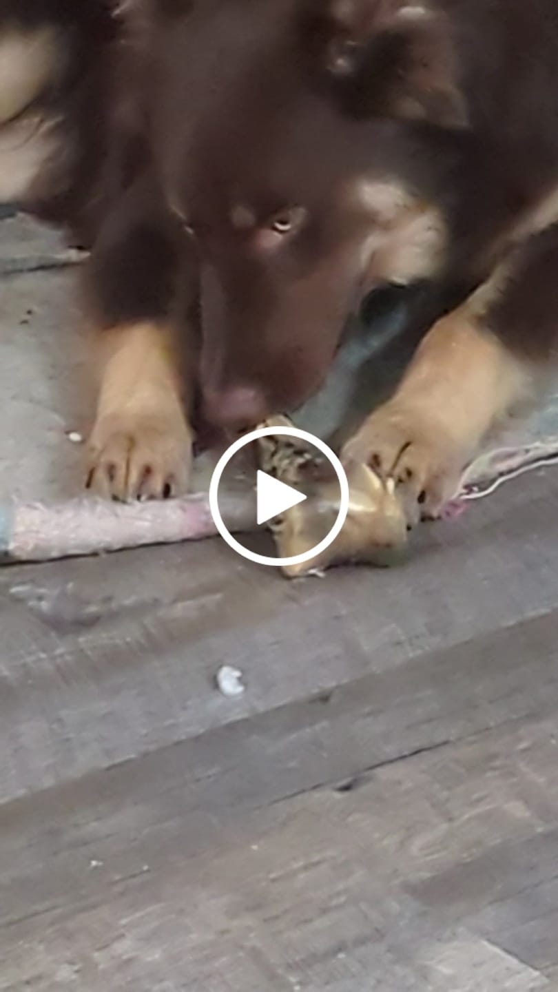 Customer video review of Medium Ostrich Cane (10" x 3"): The Long-Lasting, Flavor-Packed Chew for Medium & Large Dogs