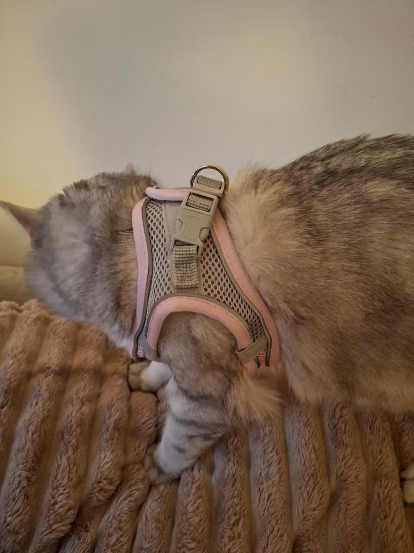 Customer photo review of Harnais Anti-Fugue pour Chat