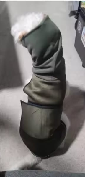 Customer photo review of PawCalm™ Calming Wrap