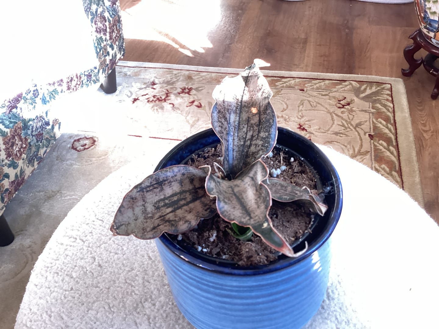 Customer photo review of Sansevieria kirkii ‘Coppertone’