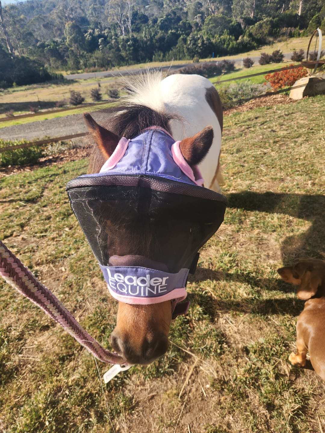 Customer photo review of LE Outback Flymask Original