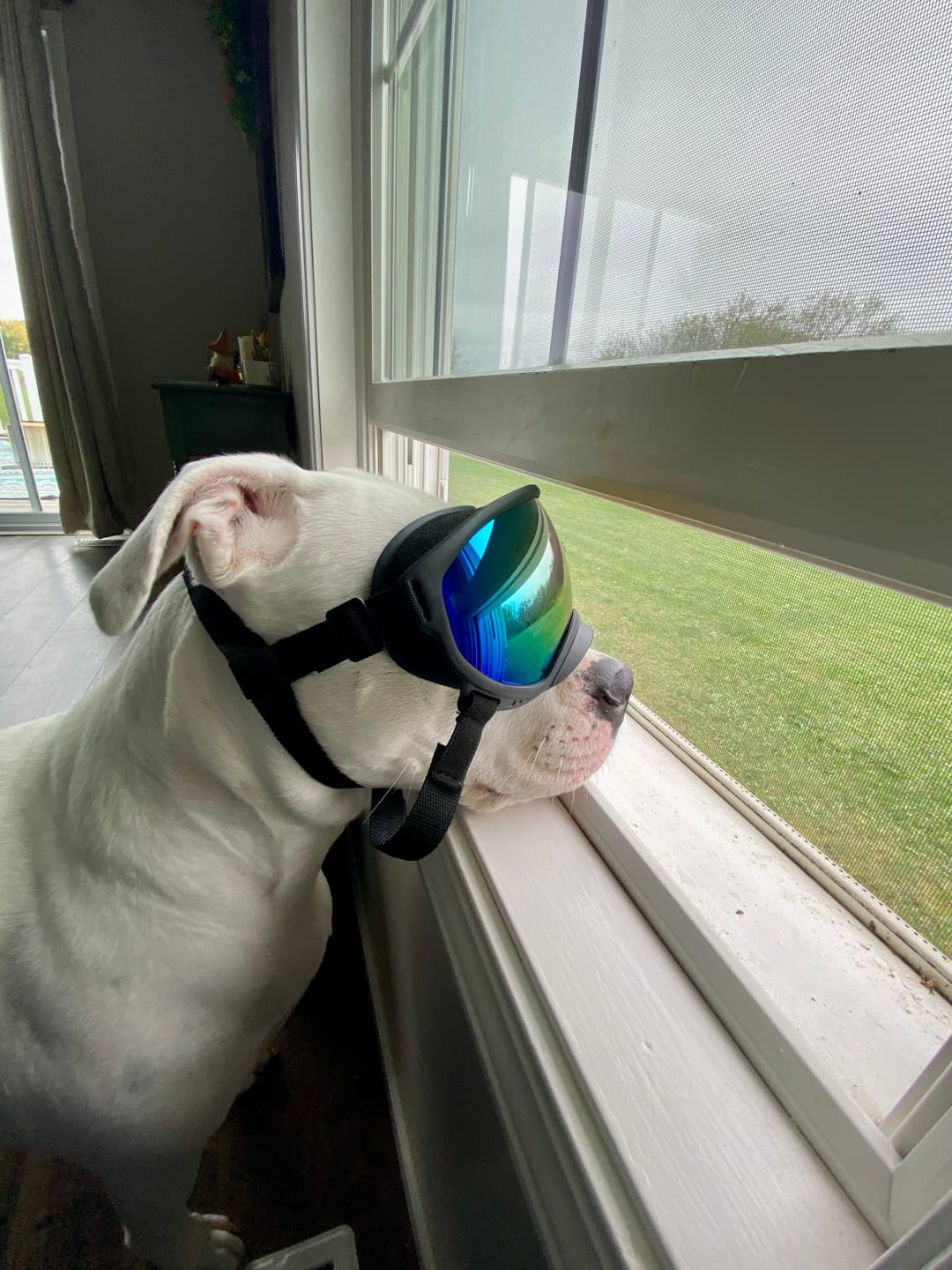 Customer photo review of Team K9® Dog Goggles