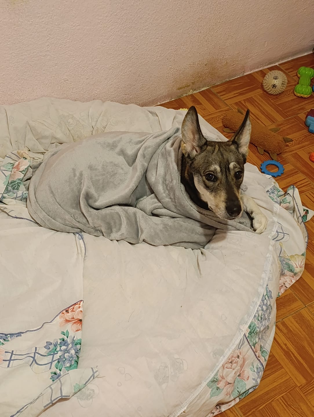 Customer photo review of Manta Relajante para Mascotas