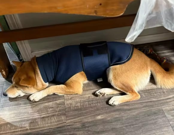 Customer photo review of PawCalm™ Calming Wrap