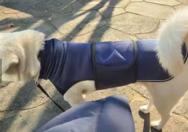 Customer photo review of PawCalm™ Calming Wrap
