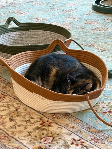 Customer's brown and green Instinct Baskets on a rug, with a cat sleeping inside the brown one.