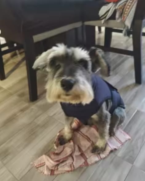 Customer photo review of PawCalm™ Calming Wrap