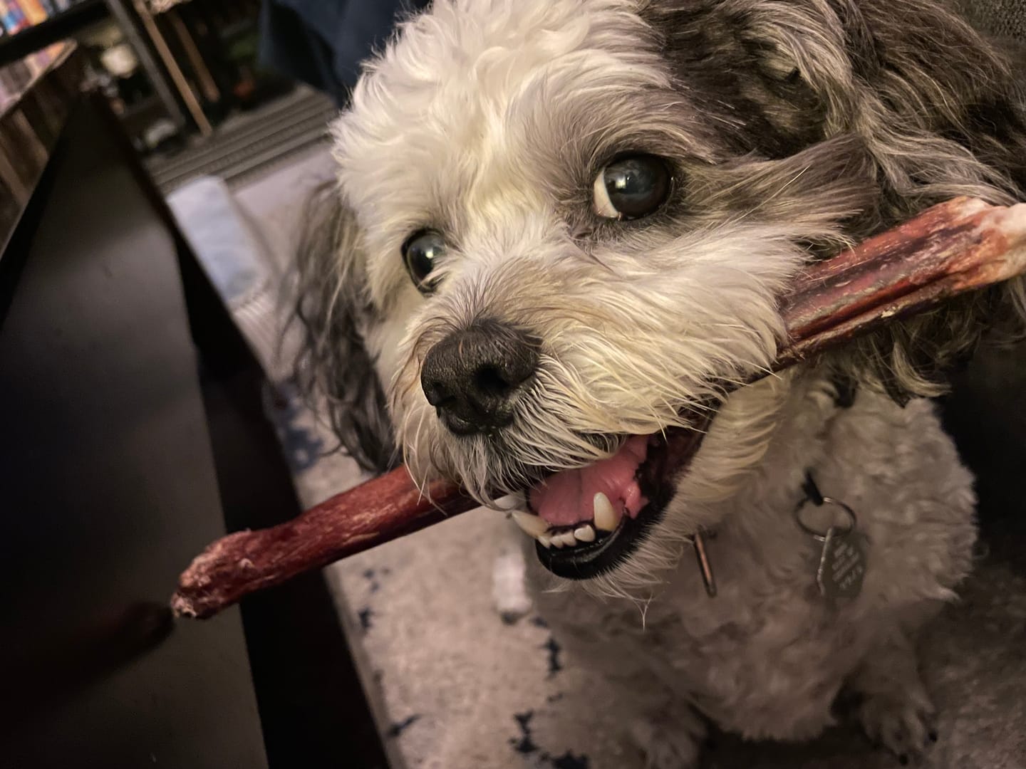 Customer photo review of 12 Inch Monster Bully Stick