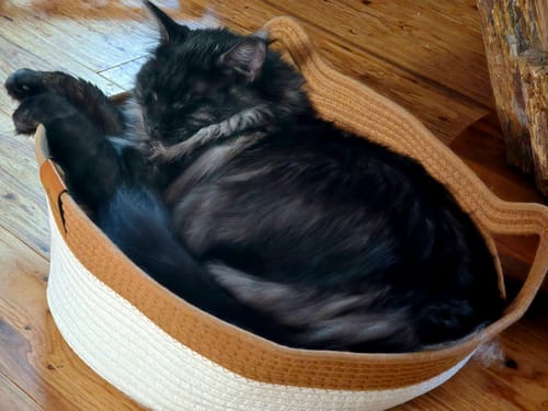 Customer's Maine Coon cat curled up comfortably inside the Instinct Basket cat bed.