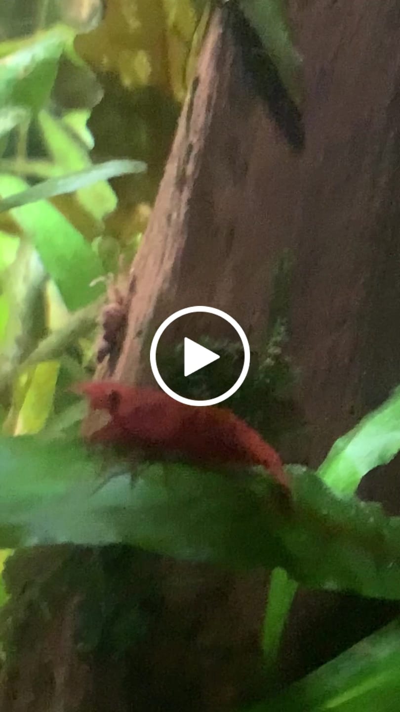 Customer video review of Fire Red Cherry Shrimp (Bright Red Neocaridina)