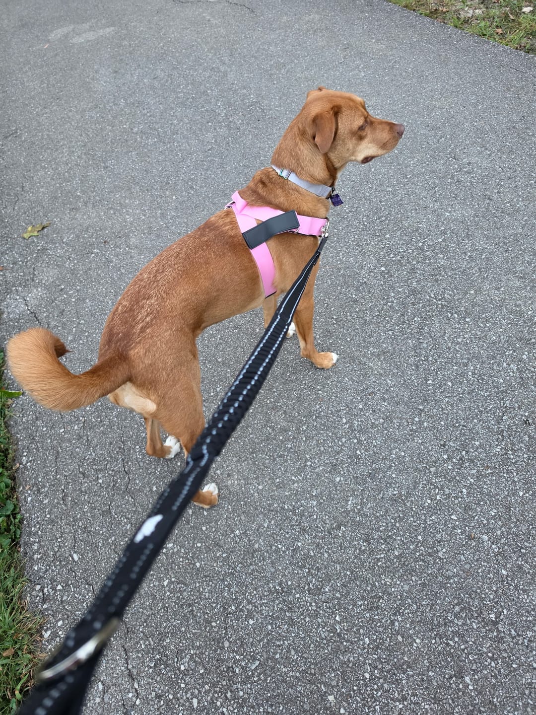 Customer photo review of Premium Bungee Dog Leash