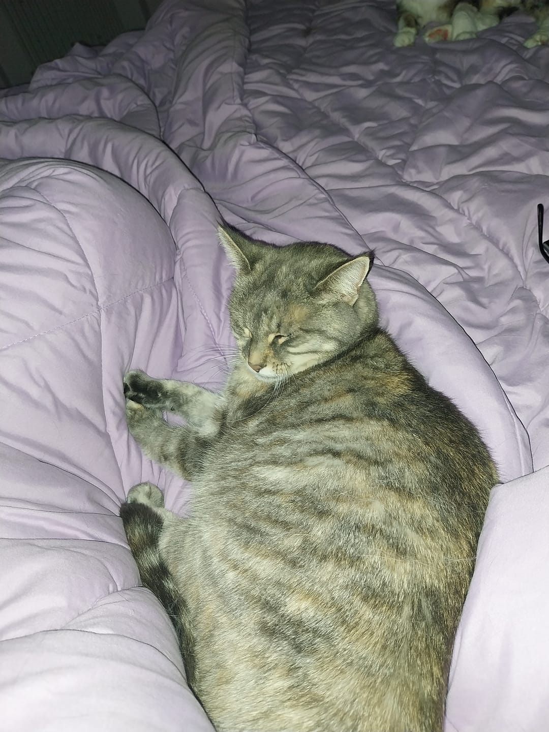 Customer photo review of EasySleep® – 2-in-1 Ganzjahresdecke. Schnelltrocknend & ohne Bettwäsche