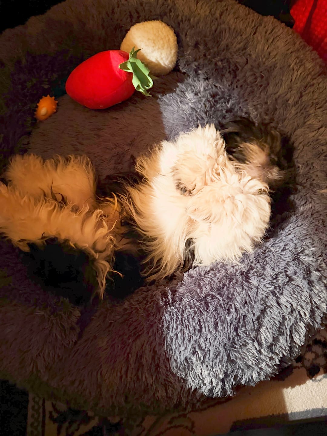 Customer photo review of Manta Relajante para Mascotas