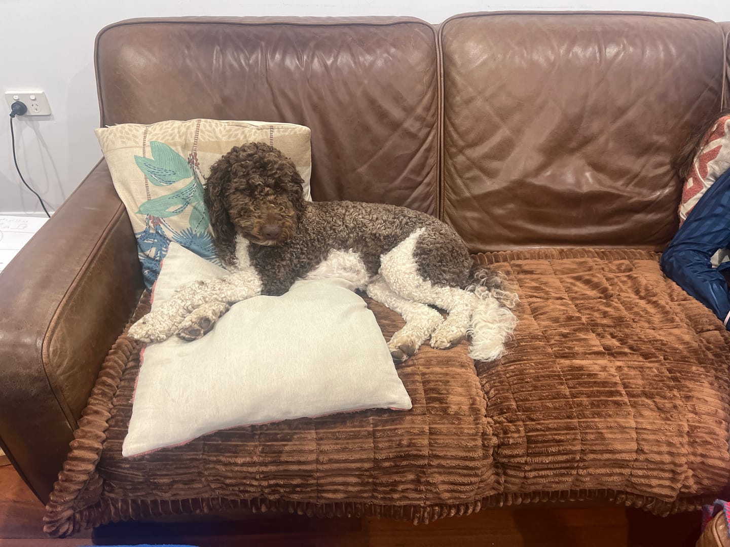 Customer photo review of Cosy Couch - Couch Cover