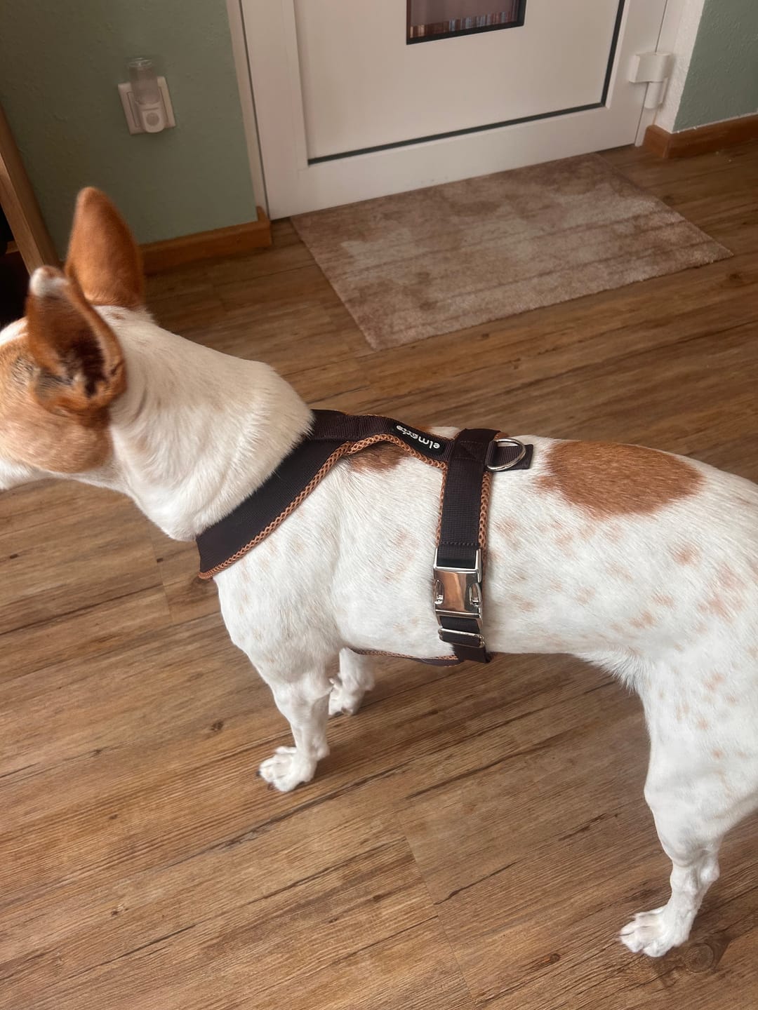 Customer photo review of Windhundgeschirr PRO "Toffee"