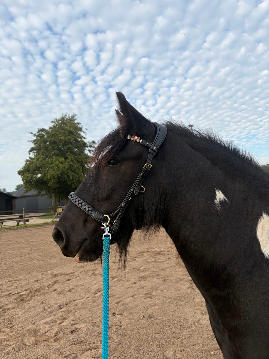 Customer photo review of Odessa bonita Multi Bridle padded, bit to bitless system no.1