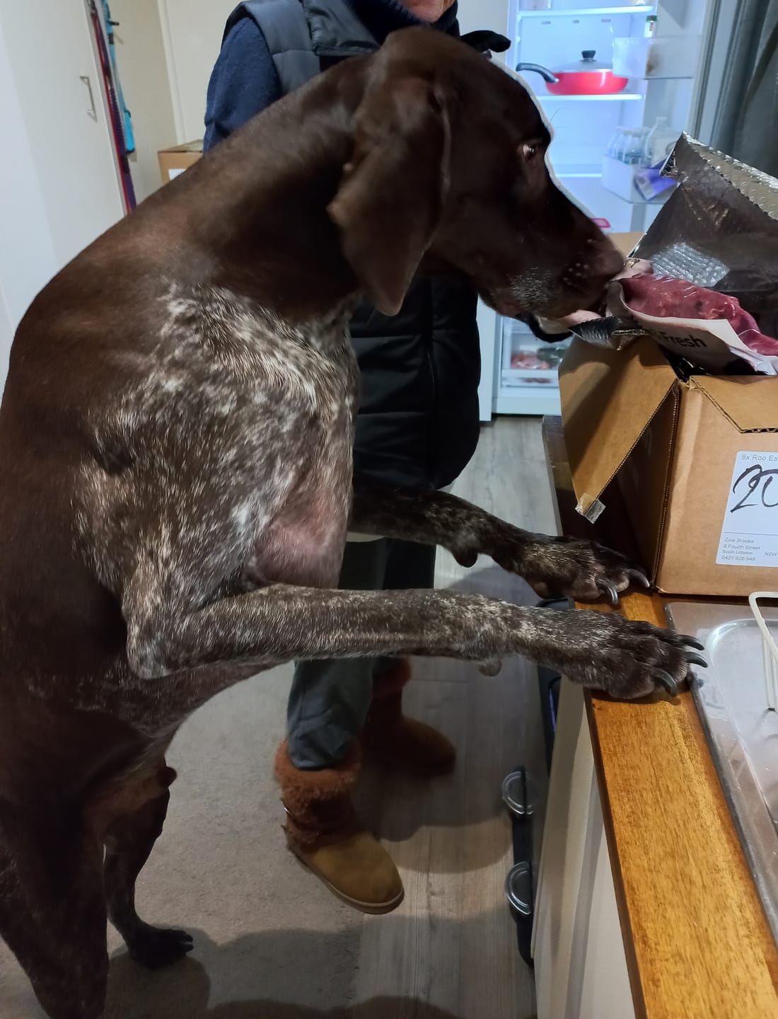Customer photo review of Turkey for Dogs
